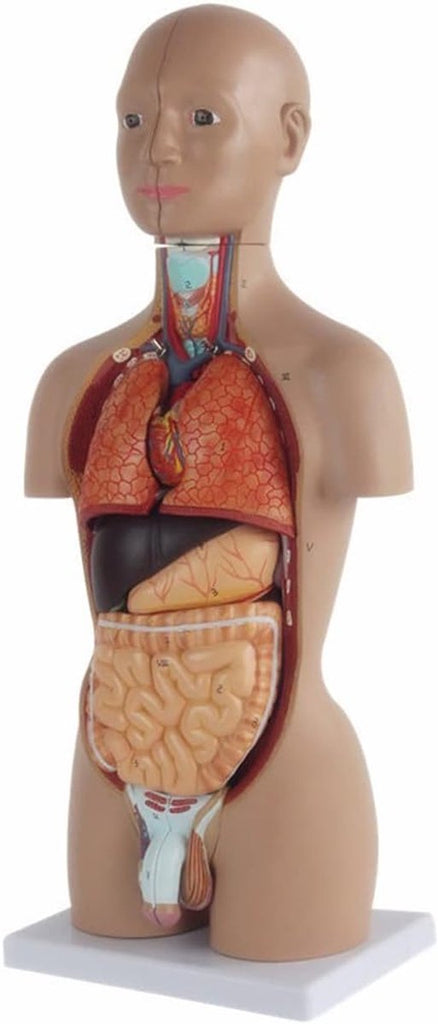 Menselijk Anatomisch Torso Model - 50 cm - 16 verwijderbare organen