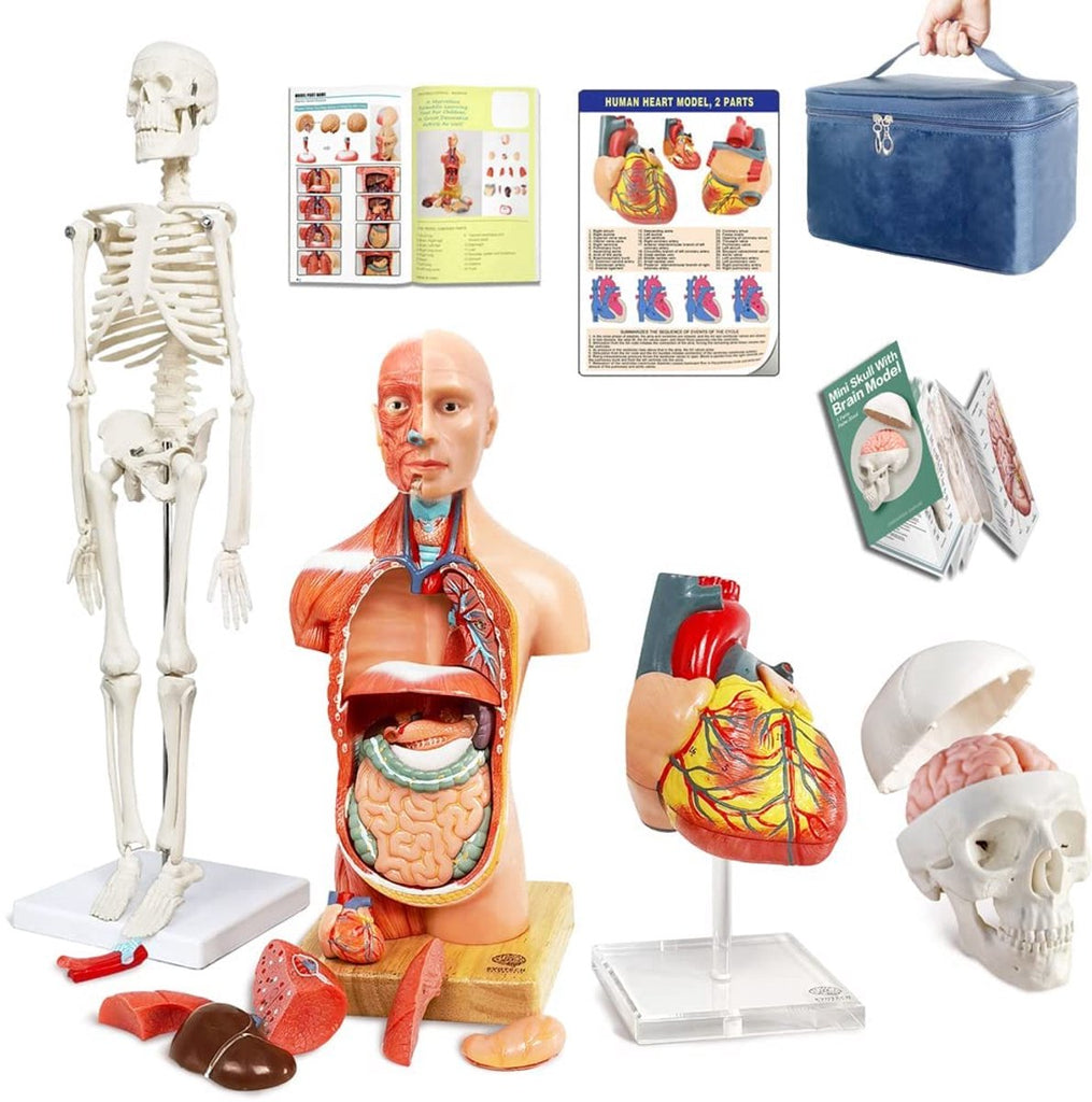 Anatomisch model romp - skelet, hart, schedel (halve grootte) met hersenmodel