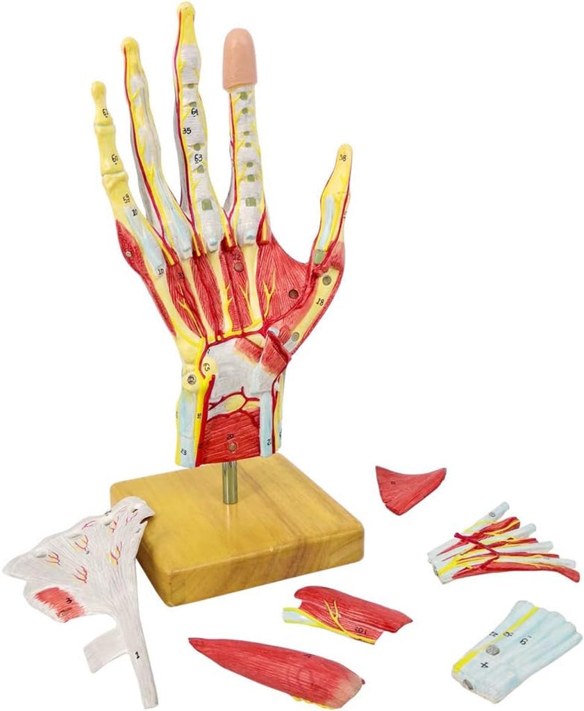 Medisch anatomisch handskeletmodel - met spieren, ligamenten, zenuwen en bloedvaten - 7 onderdelen - levensgroot - magnetische bevestiging